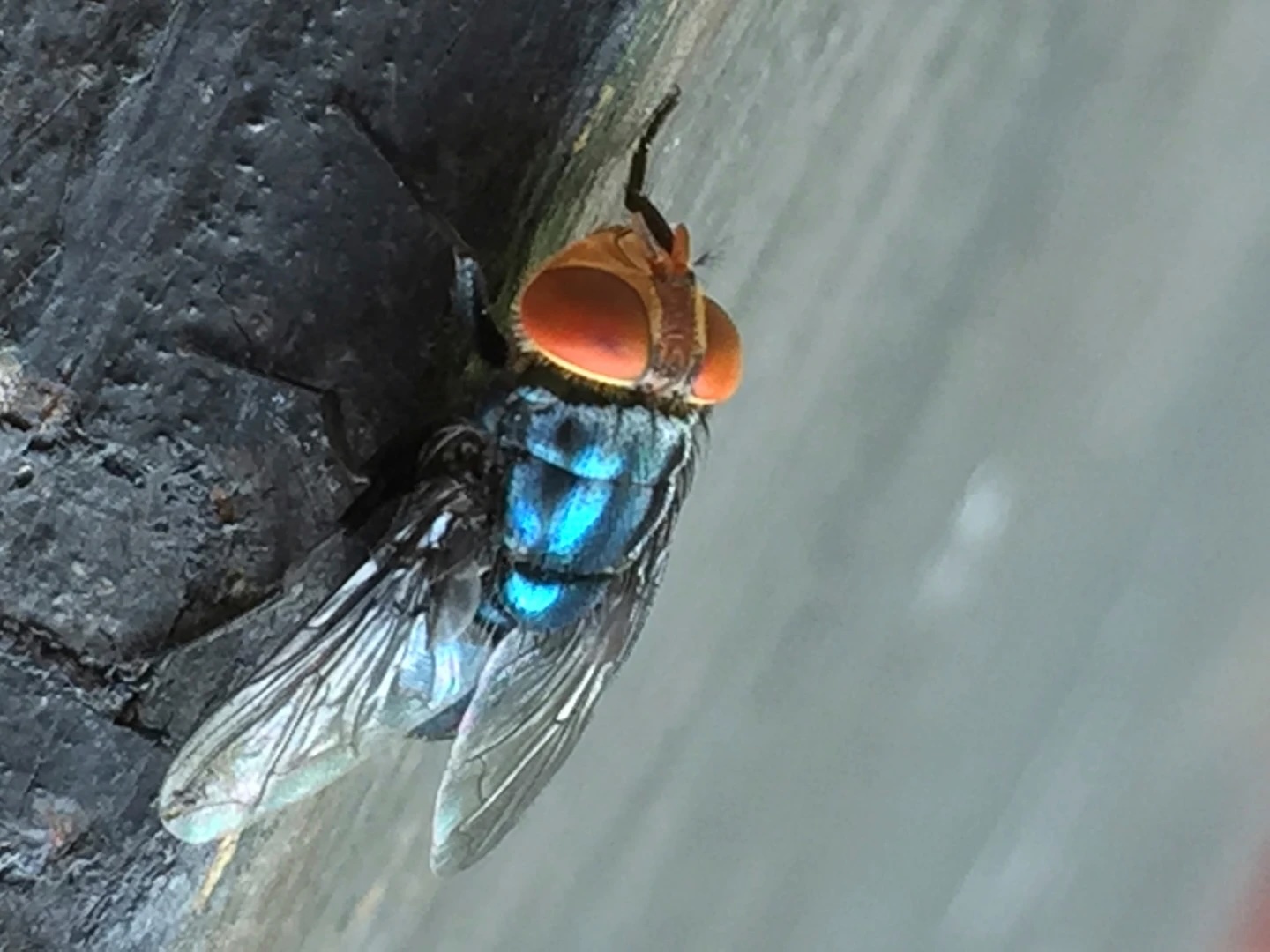 What To Know About The New World Screwworm Fly & Its US Reappearance in the US